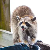 アライグマ・イタチ・ハクビシン駆除