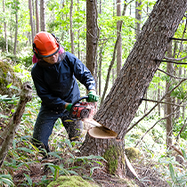 伐採