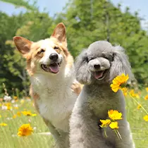 ペット⽕葬・葬儀