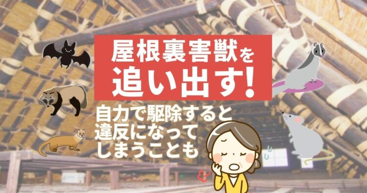 屋根裏に動物がいる！？その正体は？すぐに追い出す対策について