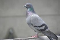 【鳩被害】かわいい見た目に騙されないで！鳩による病気、被害を対策