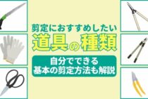 剪定に使う道具って？枝はどこを切ればいい？剪定について詳しく解説