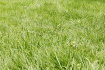 草刈りの時期に気を付けて効率UP!最適なタイミングと方法について