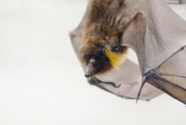 コウモリを家の中から追い出す方法！対策方法とアフターケアのやり方