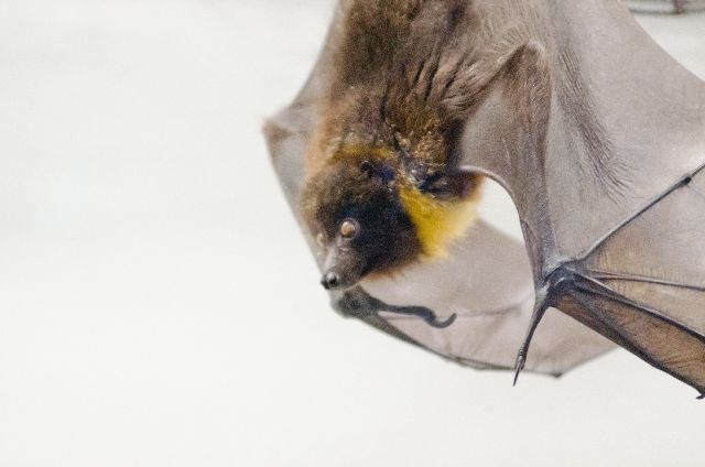 コウモリ　コウモリ駆除　対策
