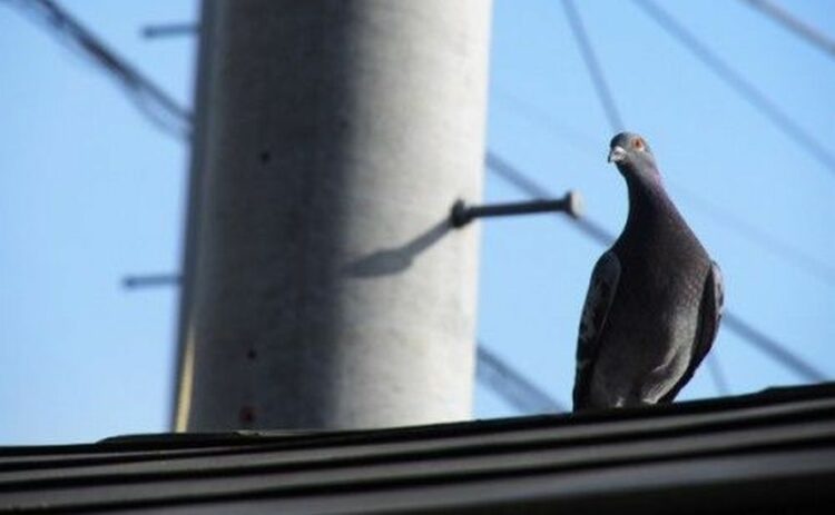 鳩のフンを放置すると健康被害を及ぼす！除去するための5ステップ