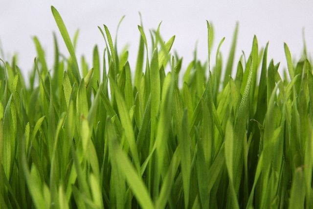 草刈り　草刈り業者　庭