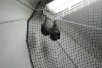 コウモリ駆除はこれで解決！駆除する前に覚えておきたいポイント紹介