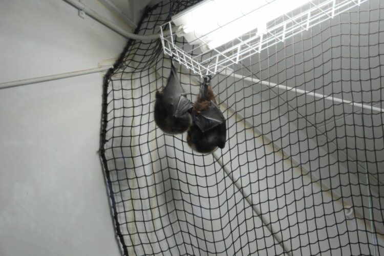 コウモリ　コウモリ駆除