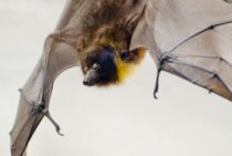 コウモリを磁石で撃退！？磁力で本当にコウモリ退治が可能なの？