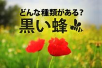 黒い蜂みたいな虫の種類が写真・イラスト付きでわかる！知っておきたい生態と特徴まとめ