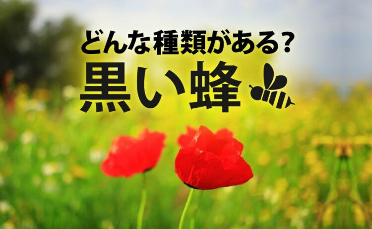 性格までは黒くない！黒い蜂に見える虫にはどんな種類があるの？