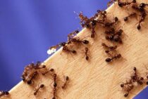 【2019年12月更新】ヒアリの最新情報まとめ。日本に定着のおそれも過剰な警戒は禁物