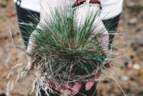 庭の手入れで雑草を撃退！目的にわけて10コの除草方法を詳しく解説