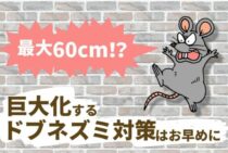 最近のドブネズミは巨大化している？人間への被害と駆除方法について