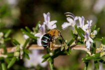 【ブルービーの正体】ナミルリモンハナバチはミツバチが子育てする！