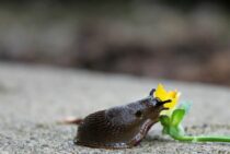 ガーデニングの大敵！ナメクジの意外な生態と駆除方法をご紹介