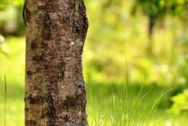 その枝は切っても大丈夫？庭木の剪定で知っておきたいアレコレ