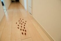 ゴキブリはハーブでさわやかに対策｜おすすめの品種とよく効く活用法