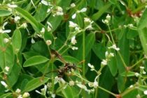 ドロバチの巣は危険じゃない！放置していい蜂の巣か見極める方法