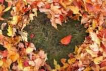 秋の落ち葉を簡単お掃除。集めた落ち葉はこんなに利用できる優れもの！