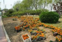 レンガで簡単、花壇づくり！レンガの積み方や種類をご紹介します