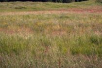 芝生の処分をDIYしよう！はがすのに必要な道具から方法までご紹介