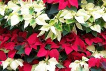 クリスマスを盛り上げるポインセチアを白く咲かせる。短日処理のコツ