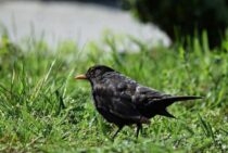 ムクドリはもう益鳥じゃない？早めのムクドリ対策と駆除方法をご紹介