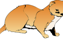 外来種チョウセンイタチ（シベリアイタチ）に注意！生息地・特徴・対処法