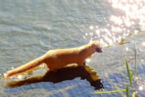 イタチの餌はそこら中に！寄り付かないように片付けるのが基本です