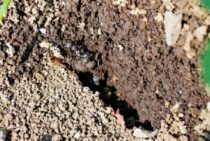 蟻よけはこれで完璧！身近なところから行う蟻の追い出し方