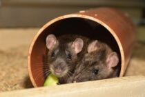 ねずみが実験に使われる理由って？そのヒントは『繁殖力』にあった！