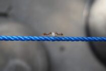 羽アリって噛むの？普通のアリとの違いや羽アリ対処方法を紹介します