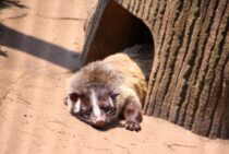 ハクビシンは天敵の匂いで撃退！捕獲・駆除よりも簡単にできる害獣対策