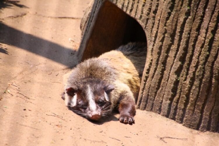 人里を荒らす厄介者ハクビシン。天敵を利用して追い払う方法とは！？