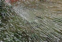 強化ガラスの割れ方の違いとは？意外と知られていない弱点について