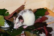 ねずみって飼育できるの？野生のねずみの飼育方法と飼う際の注意点