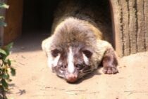 ハクビシンの被害が東京で増加中！見つけたときは適切な対処で被害を防ぐ