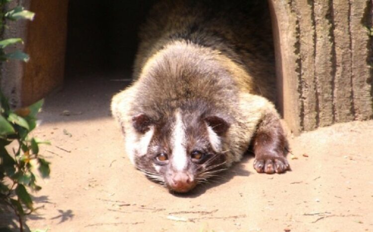ハクビシンが東京で増殖中…見かけた動物って本当にハクビシンなの？