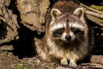 『アライグマ回虫』とは？命に関わることもある恐怖の寄生虫！