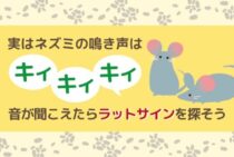 ネズミの鳴き声は「チューチュー」じゃない！？鳴き声の見分け方