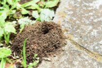 アリの繁殖力をあなどらない！アリはどのようにして数を増やすのか