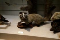 ハクビシンの赤ちゃんは可愛い？もしも見つけたら飼ってもいい？