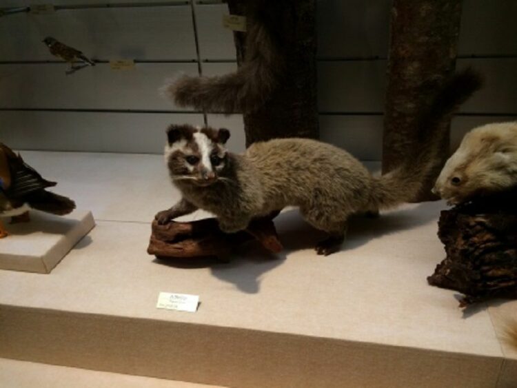 ハクビシンの赤ちゃんは可愛い？もしも見つけたら飼ってもいい？