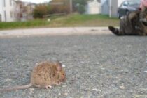 ライオンと同じくネズミにも縄張りが？ネズミの縄張りにはこんな理由があった