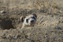 ニホンイタチの特徴｜チョウセンイタチとの違いと絶滅危惧種になった原因