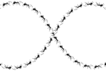 蟻道はシロアリがいるサイン？見つけたらシロアリがいるか確認しよう