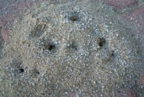 数百万匹で引っ越しをするアミメアリ！　 侵入された時の駆除方法は？