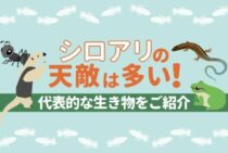 シロアリの天敵となる生き物は多い！駆除に使うことはできるのか解説